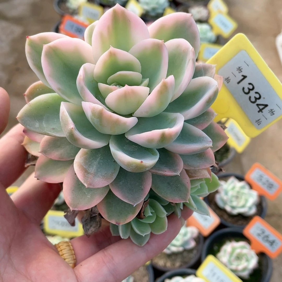 【闪购商品】1334号