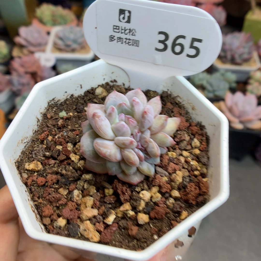 365星影缀化多肉植物