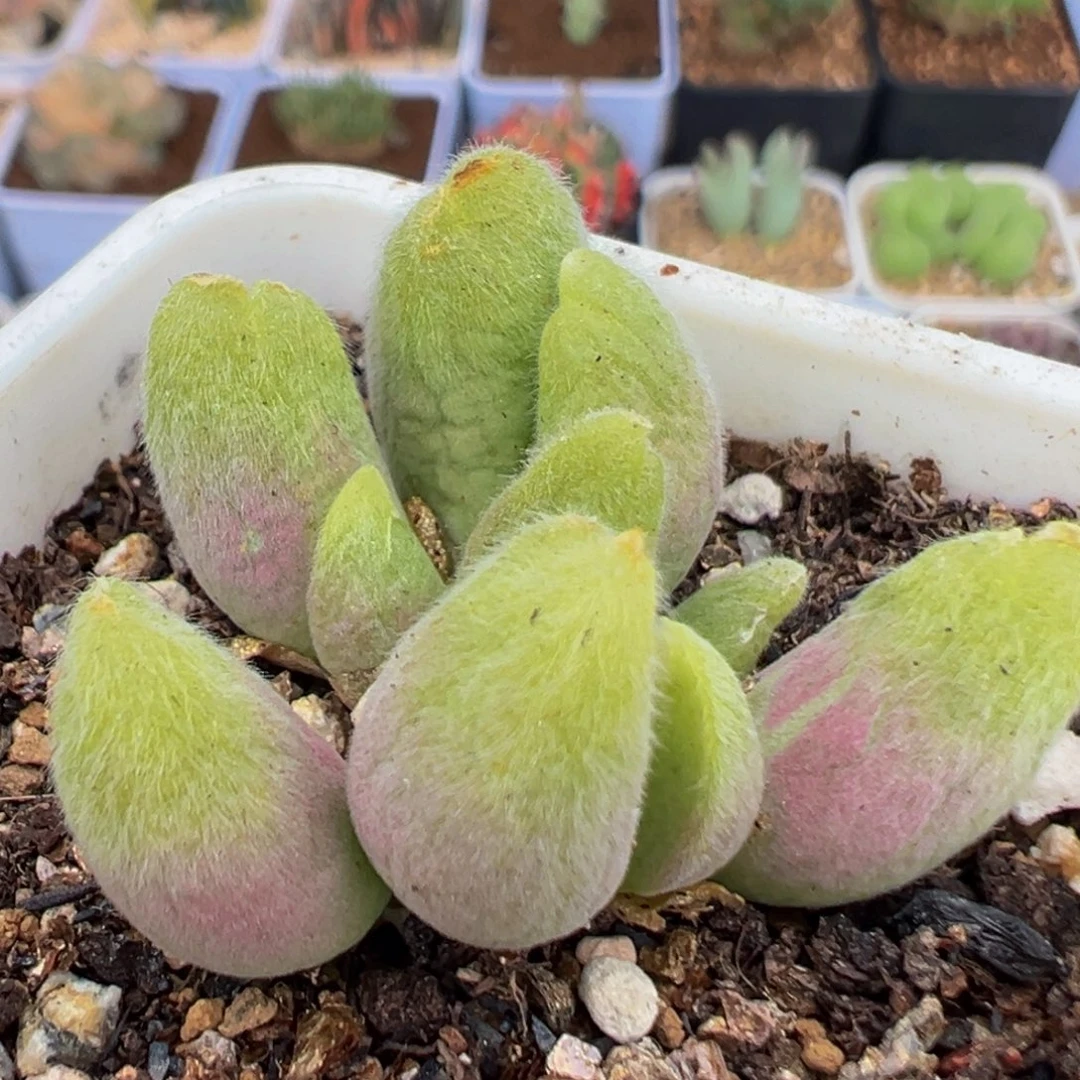 95多肉植物百科植物