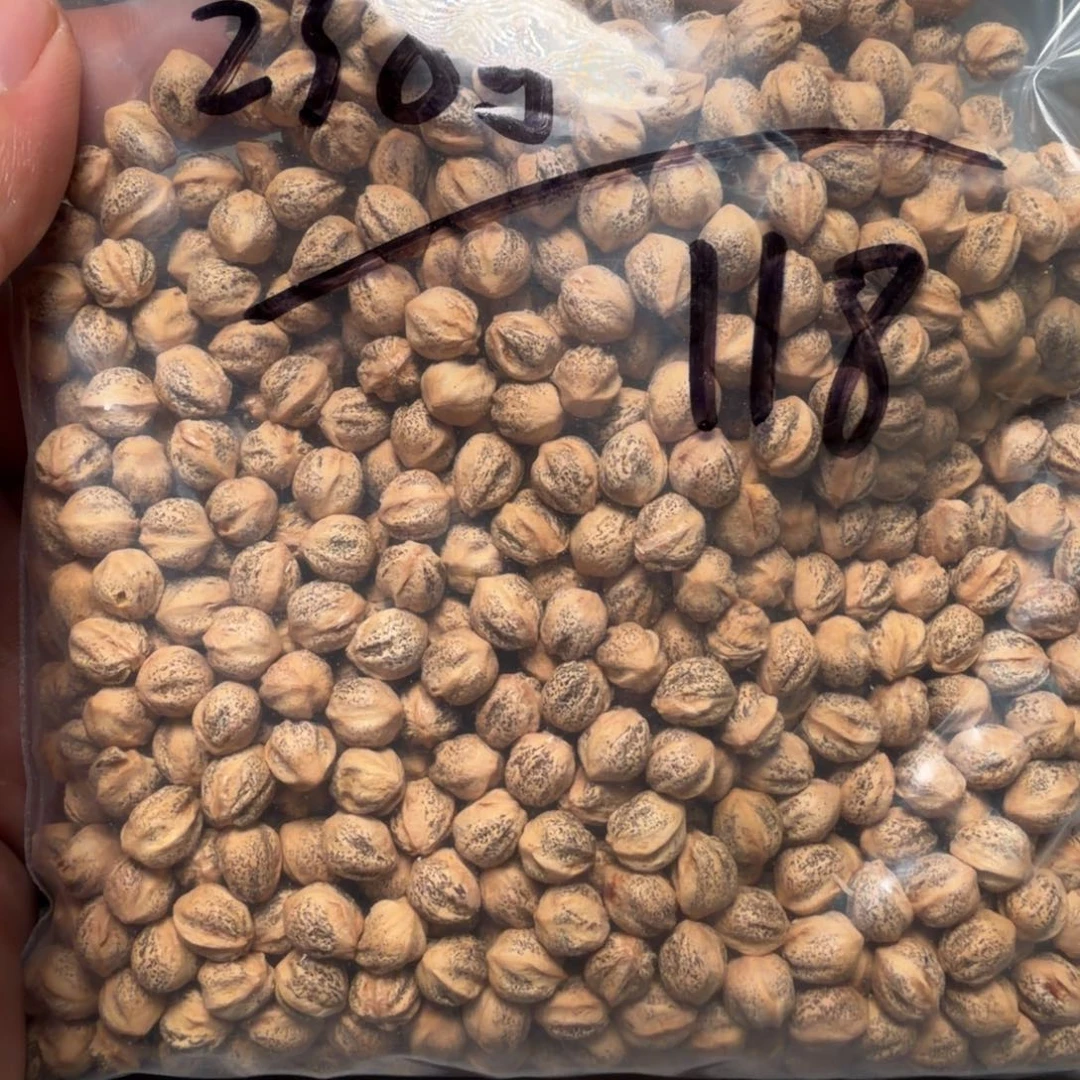 吊坠柏香籽/百香籽野**香