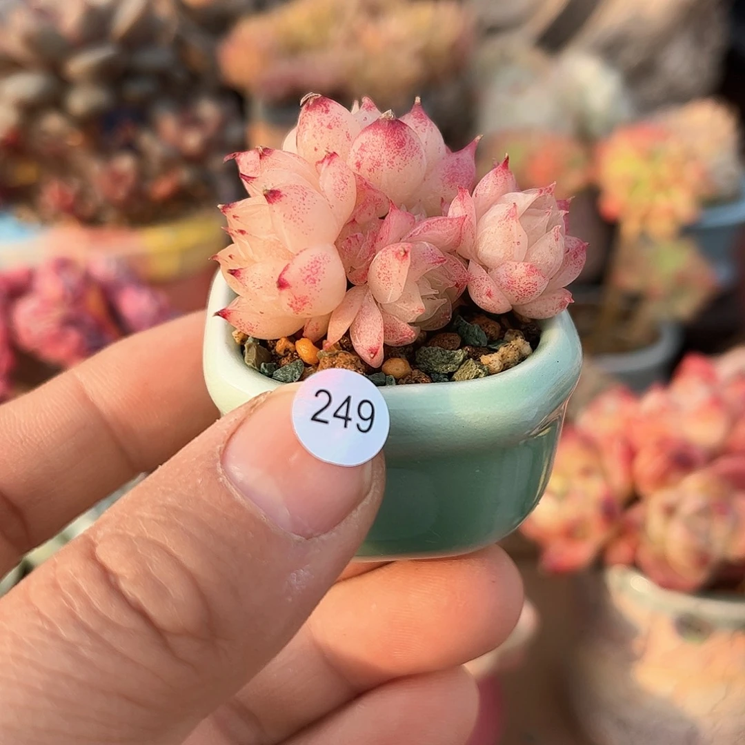 梵多拉女王249 含盆含土发货 30包邮偏远除外