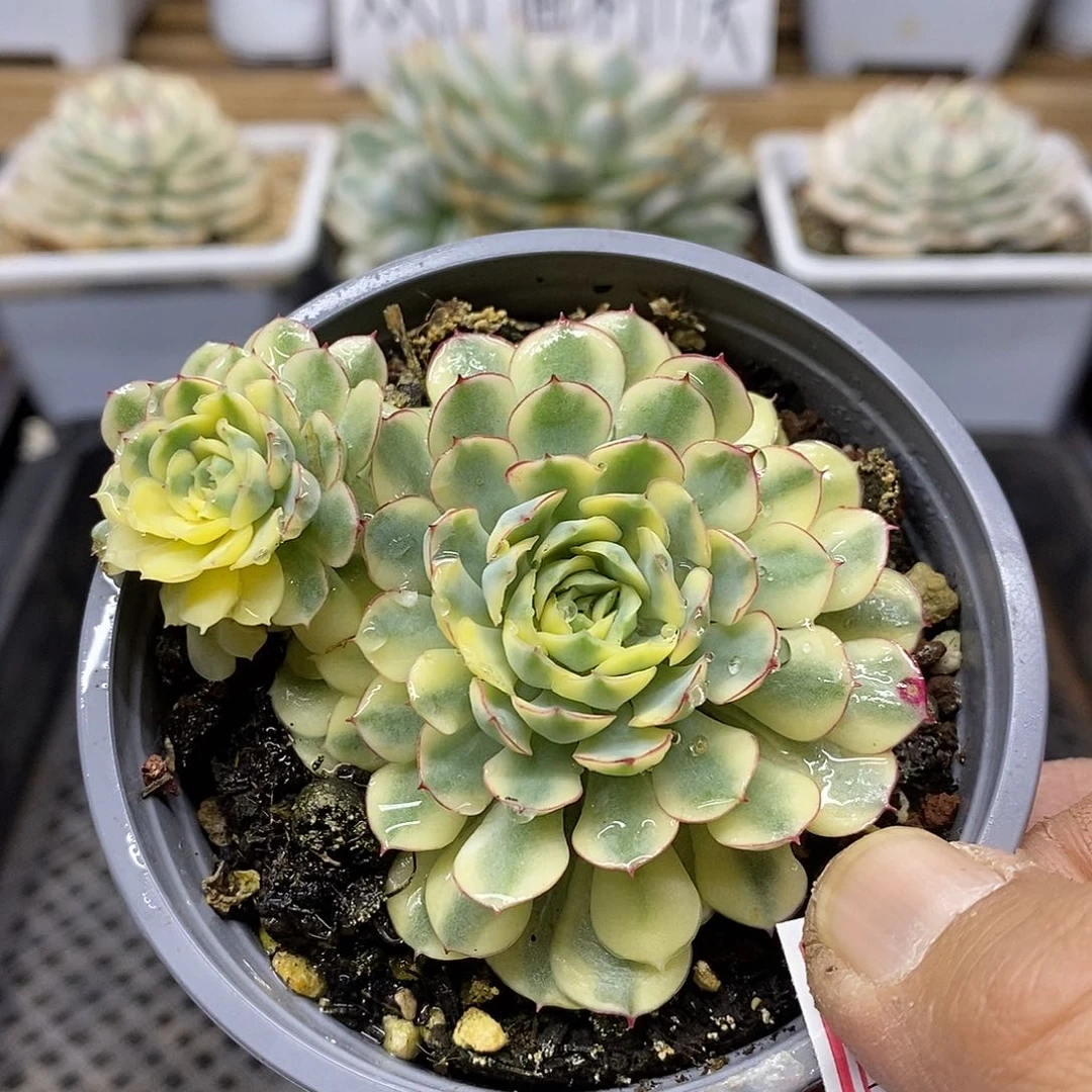 04147 梦幻玫瑰黄覆轮锦双头
