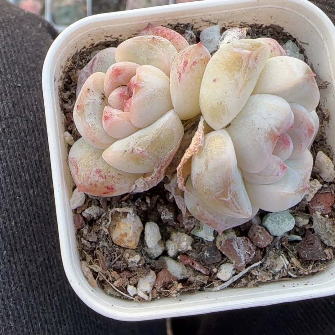 小卡拉米糖心一物一拍