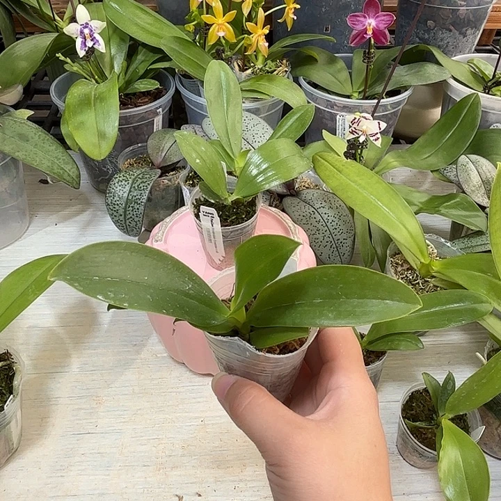 老***！当前无花栽培后可以开花蓝路德