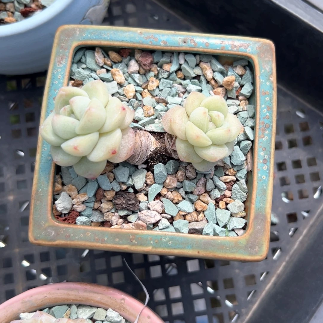 七**饱冰玉（满38包邮）多肉