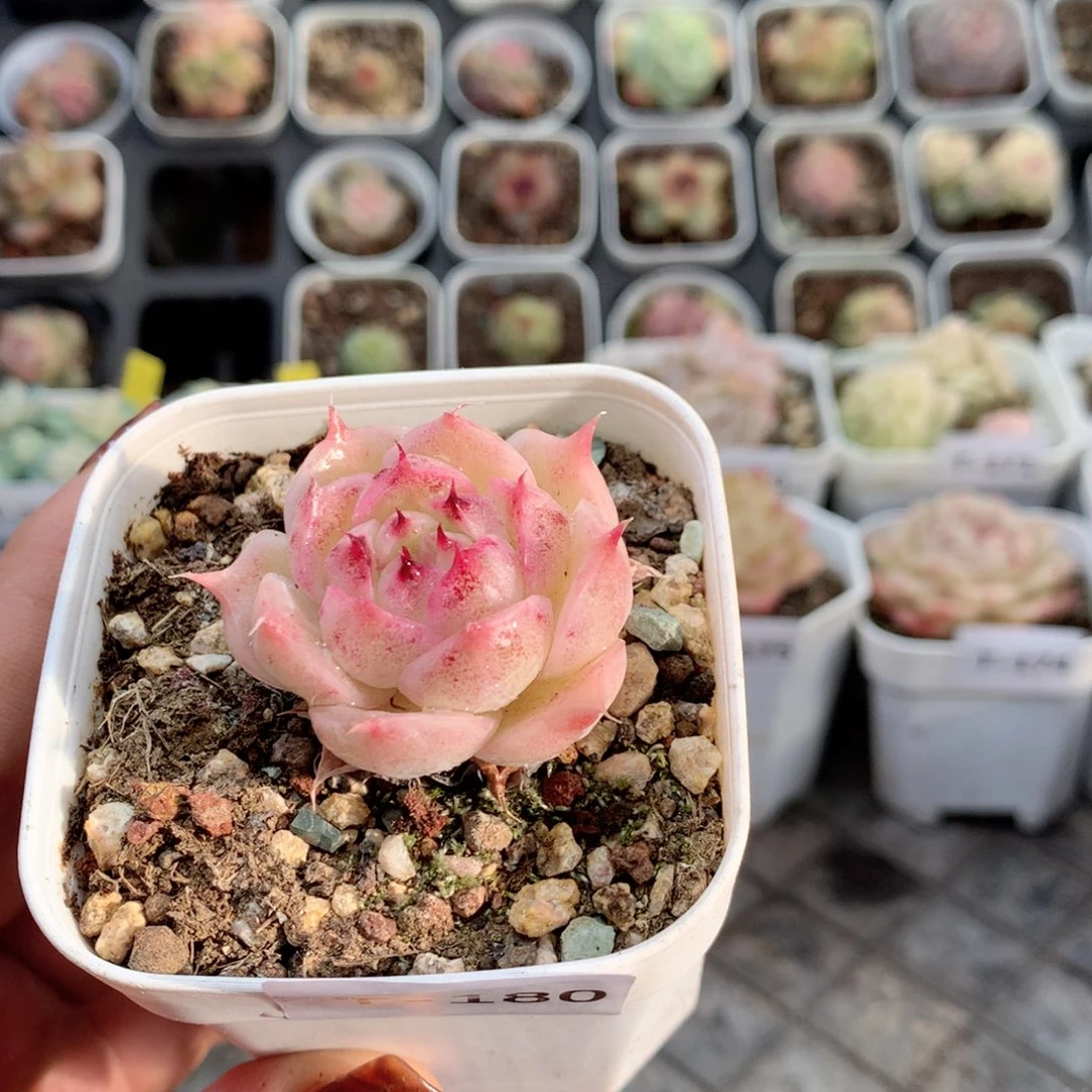 无花朵T180月英语英语