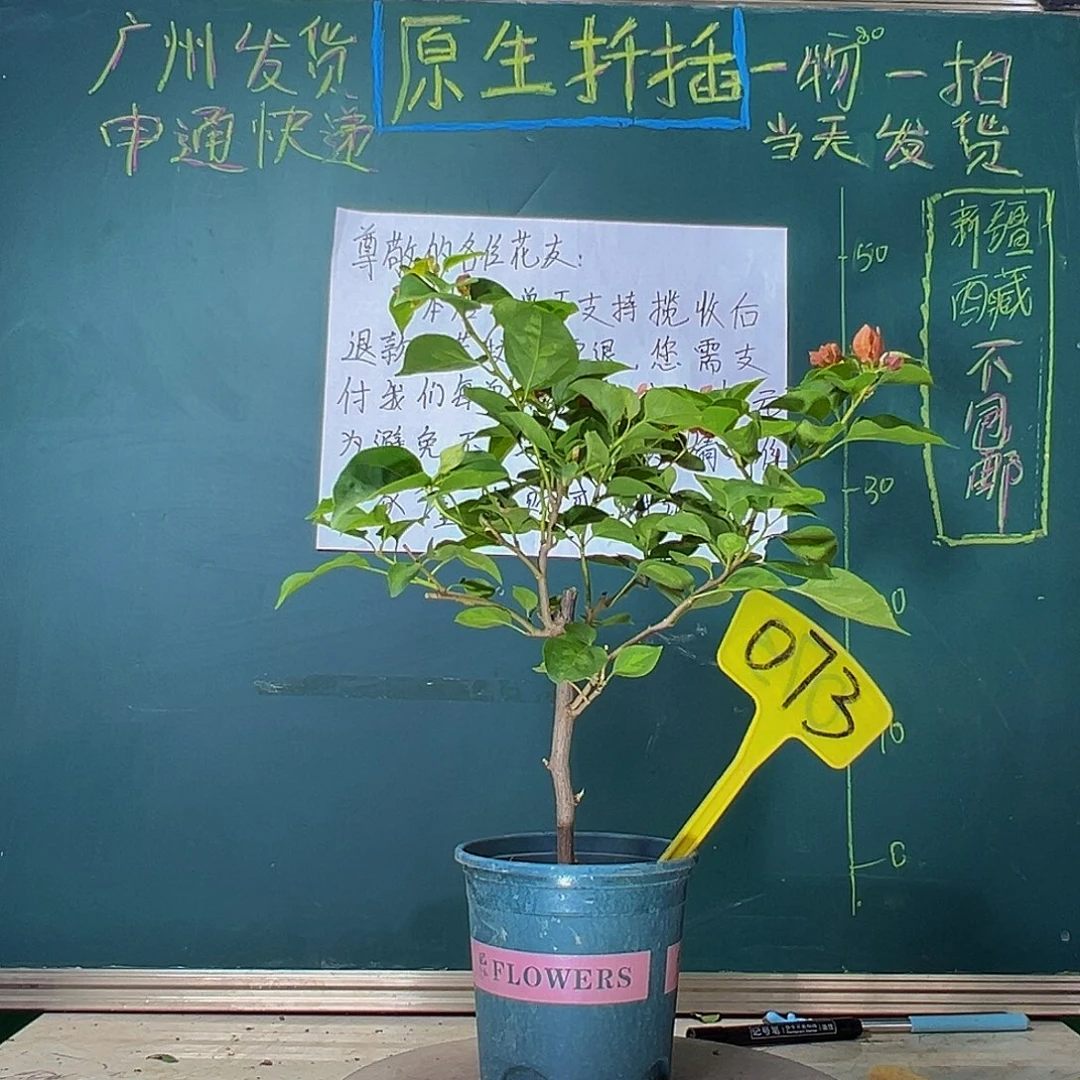 当前无花栽培后可以开花落日073