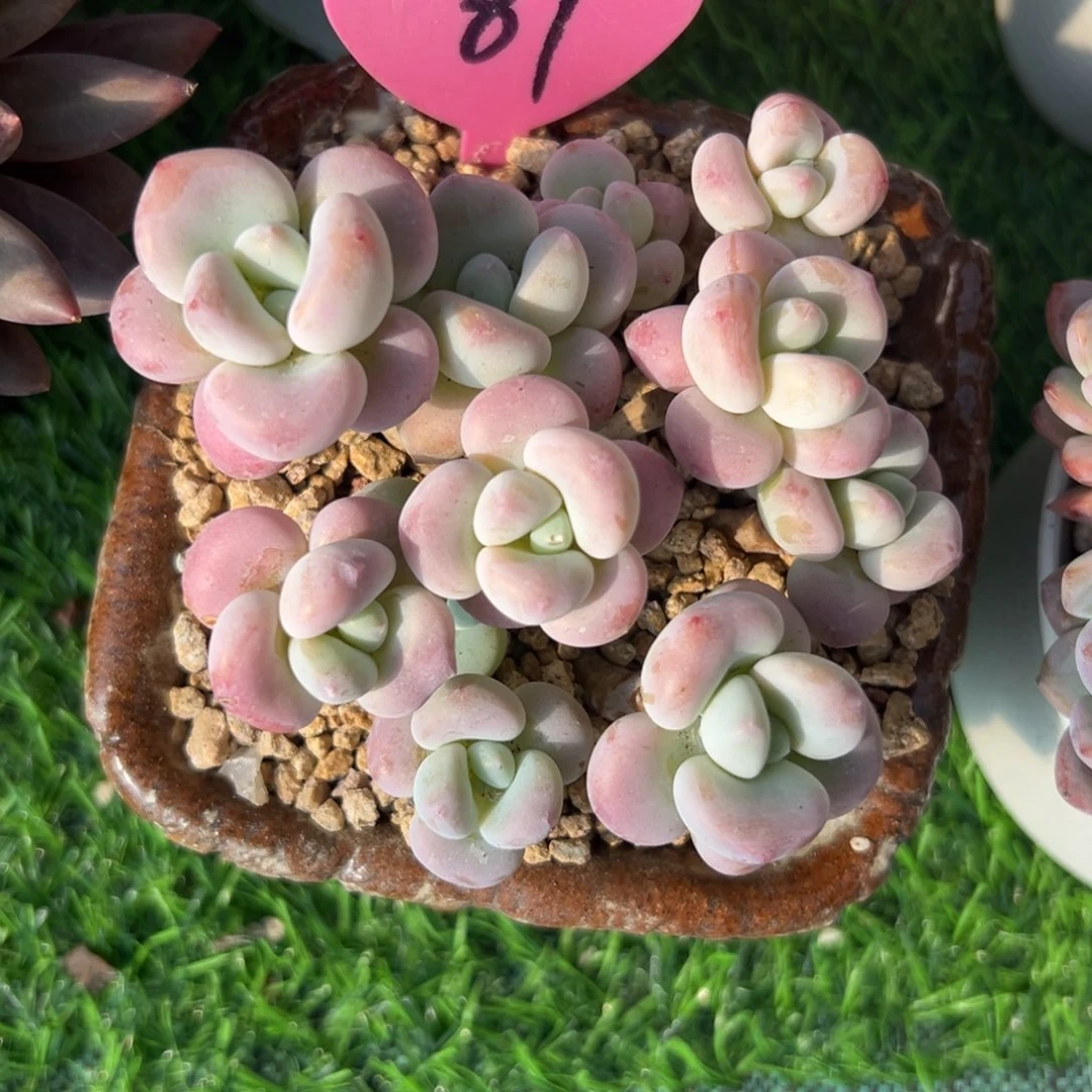 玲***6多肉植物一物一拍