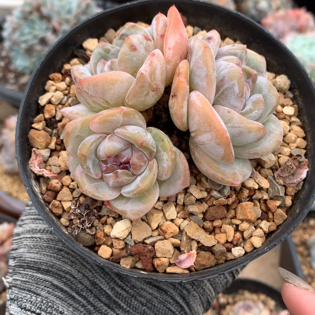 三头趴地老桩子吼吼