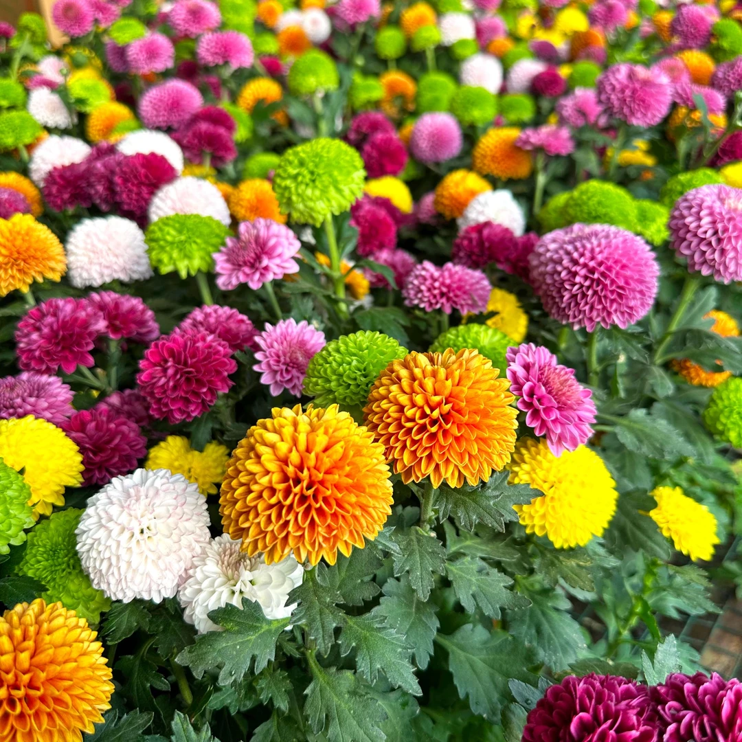 混色乒乓菊菊盆栽庭院阳台新手易养护喜水植物