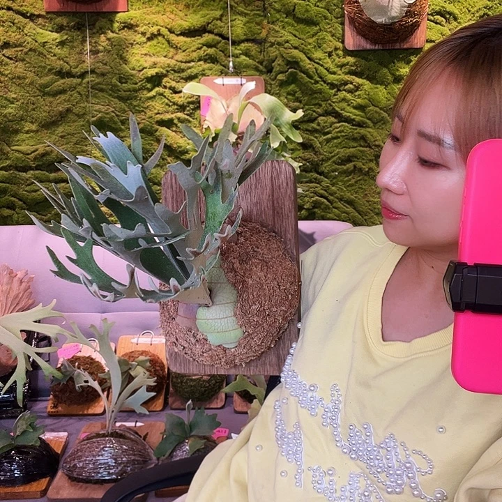 不开花植物塞尔索