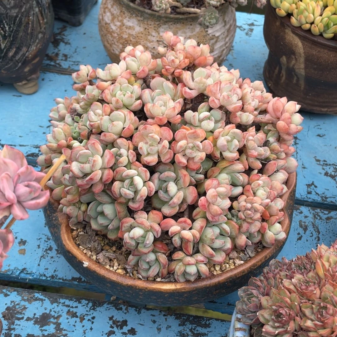 豆总多肉蜜桃格林群