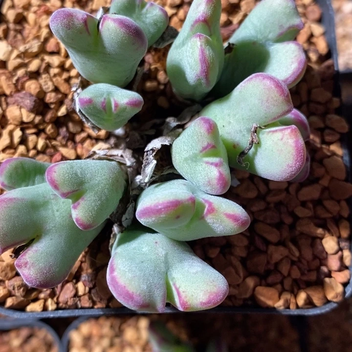 417沙文利亚一群