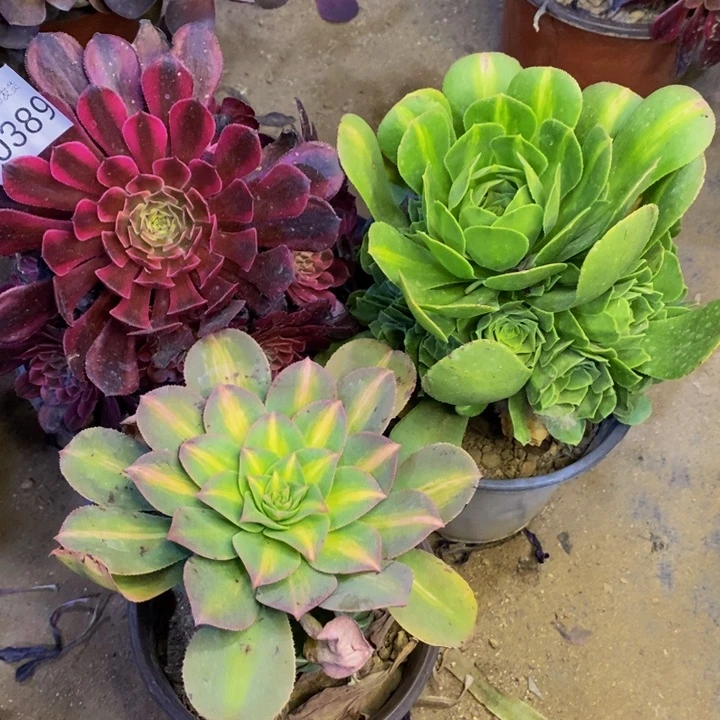 3盆多肉断头不包0389