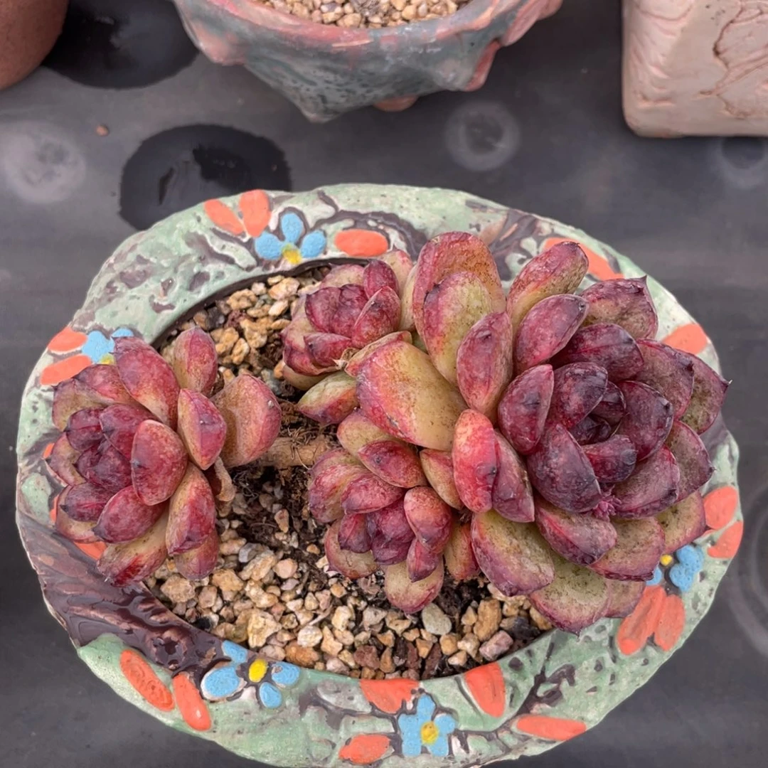 溏心溜溜球整装无砍