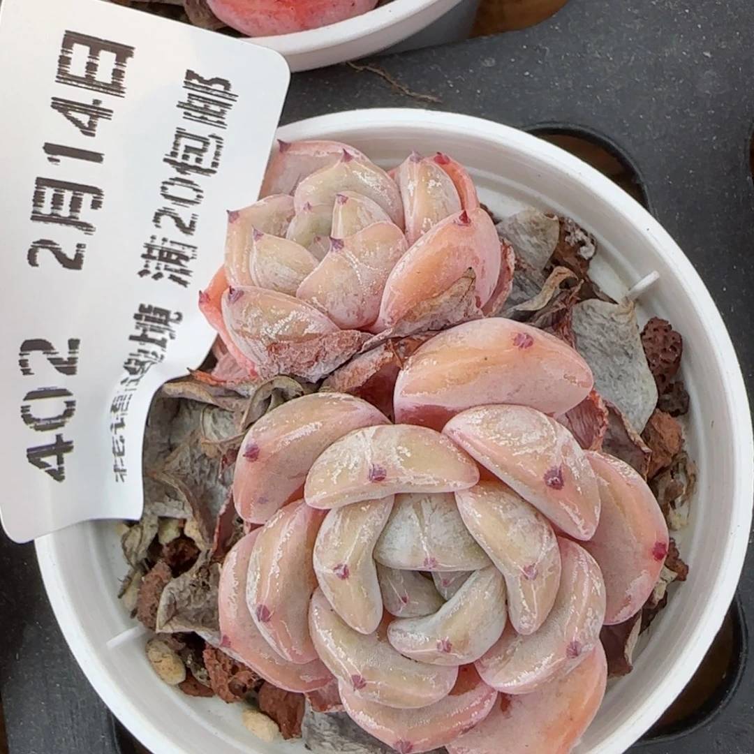 花语逸镜0214-402