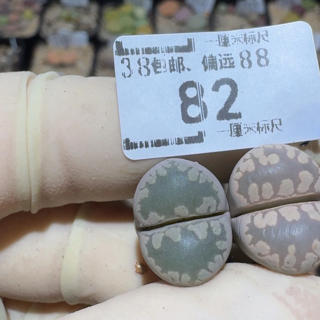 巫***2zzzz生石花肉锥82