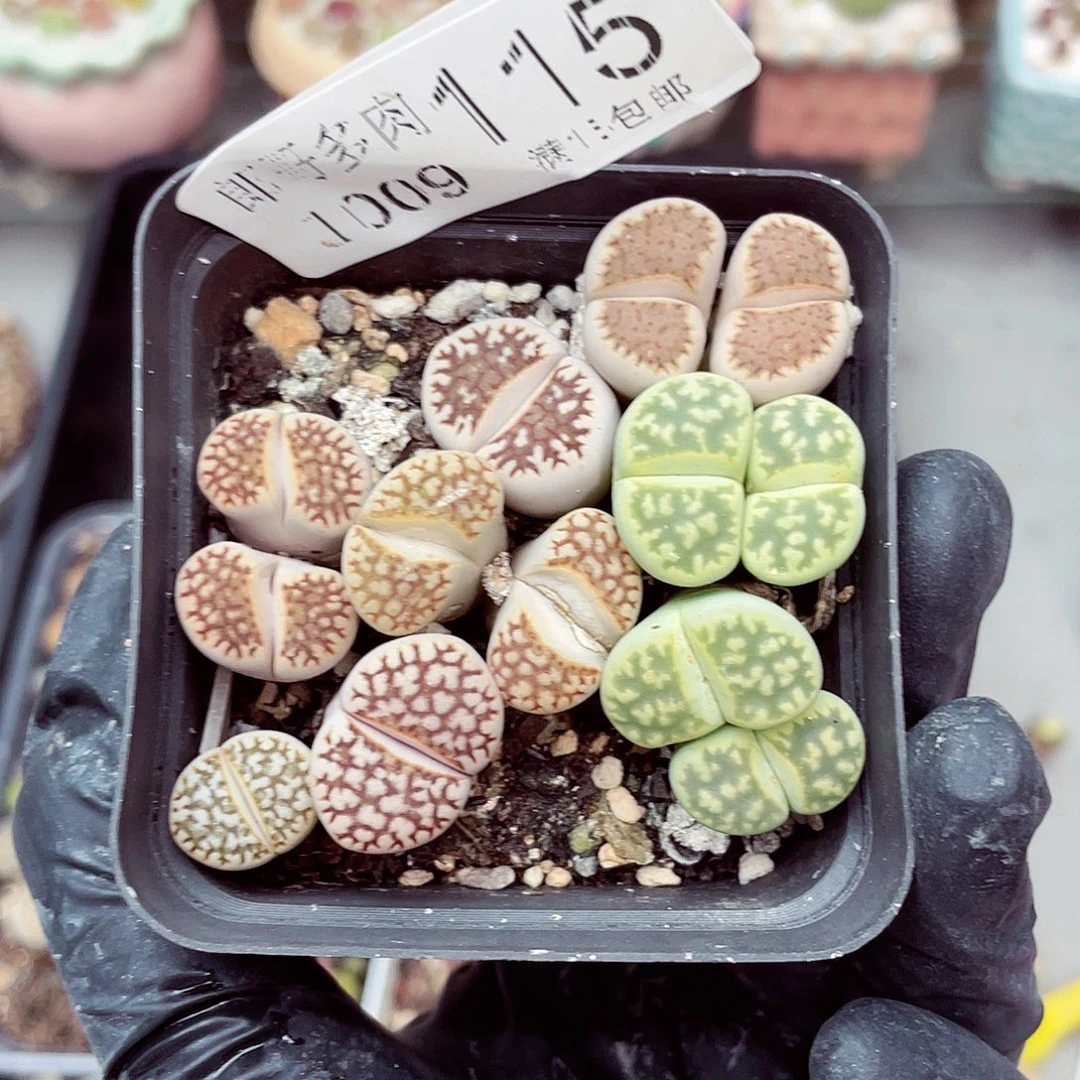 生石花满18包邮1009-115