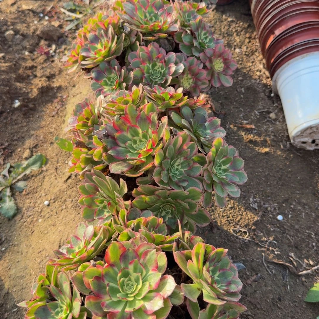 粉海王一个。多肉植物
