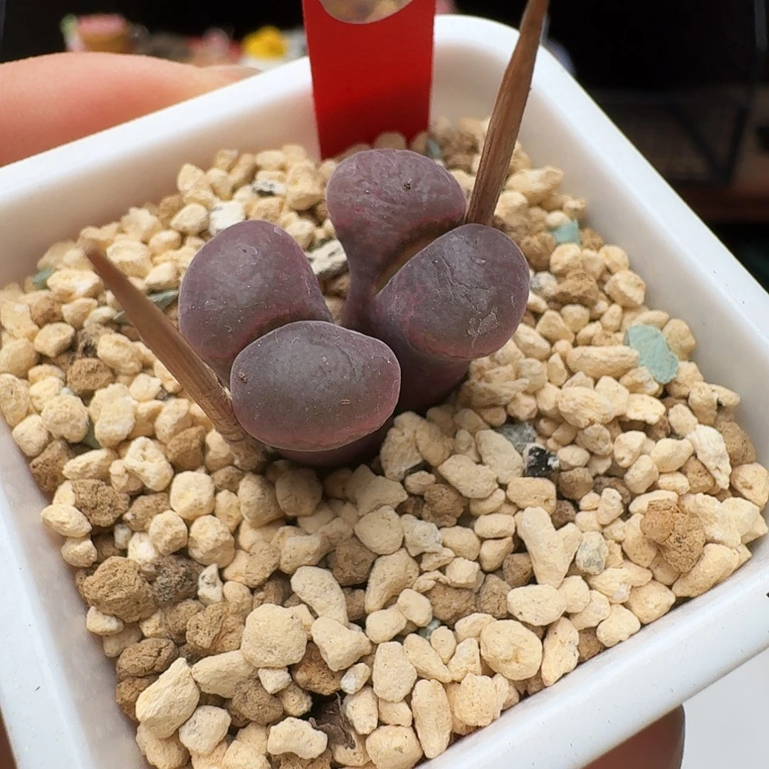 多肉植物福利风铃701