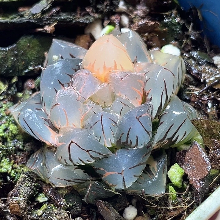 886水中月锦特选福利