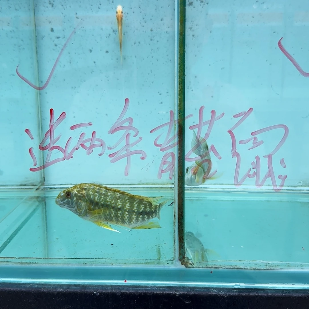 亲***~海水419  12厘米420。10厘米野绿龙王公母一对