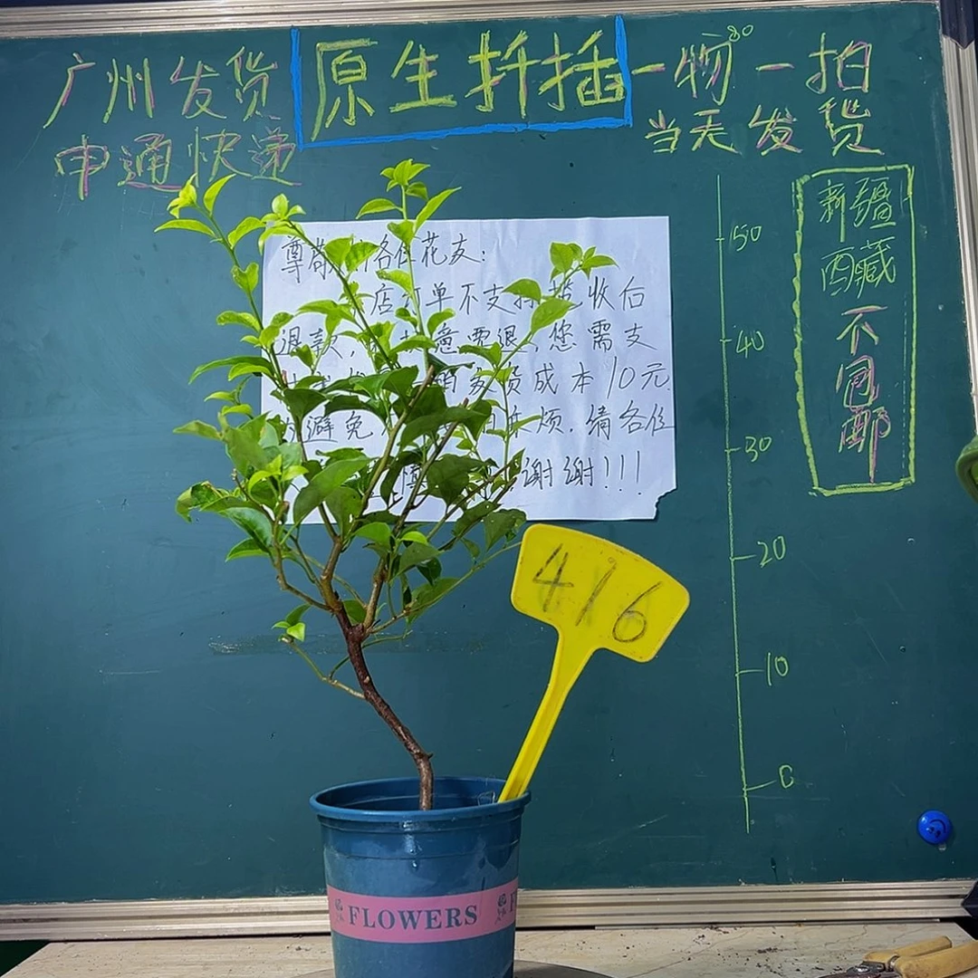 当前无花栽培后可以开花 造型杆 一颗伊娃盲盒 416