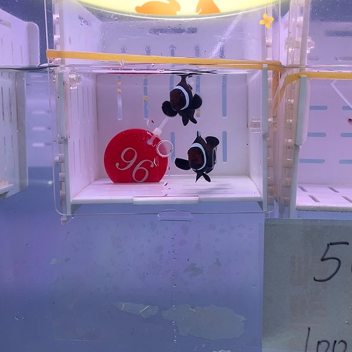 海水鱼短文奥黑一对