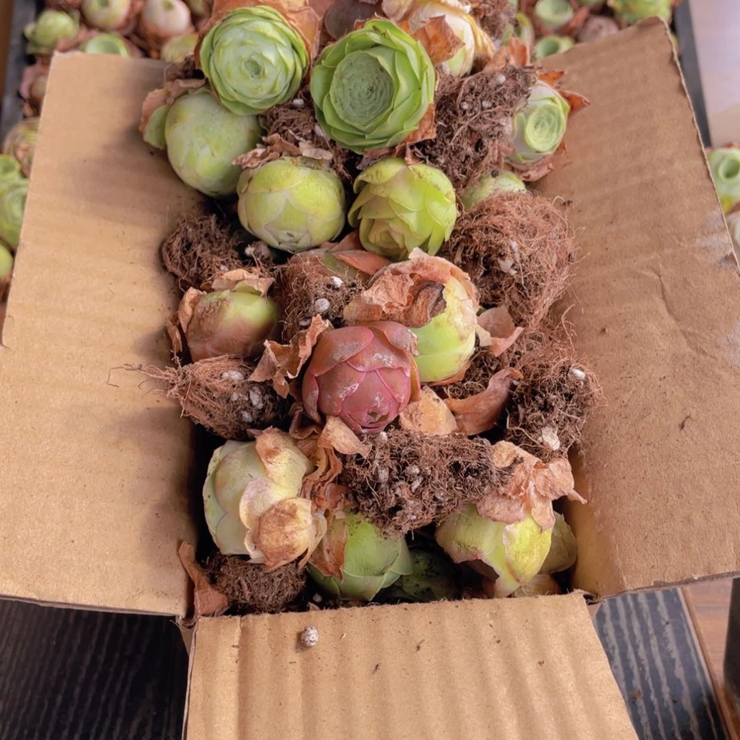 保底三十二颗量拍88880000