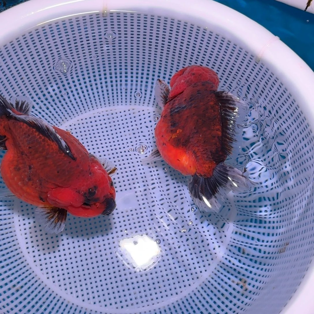 金鱼类不分公母17