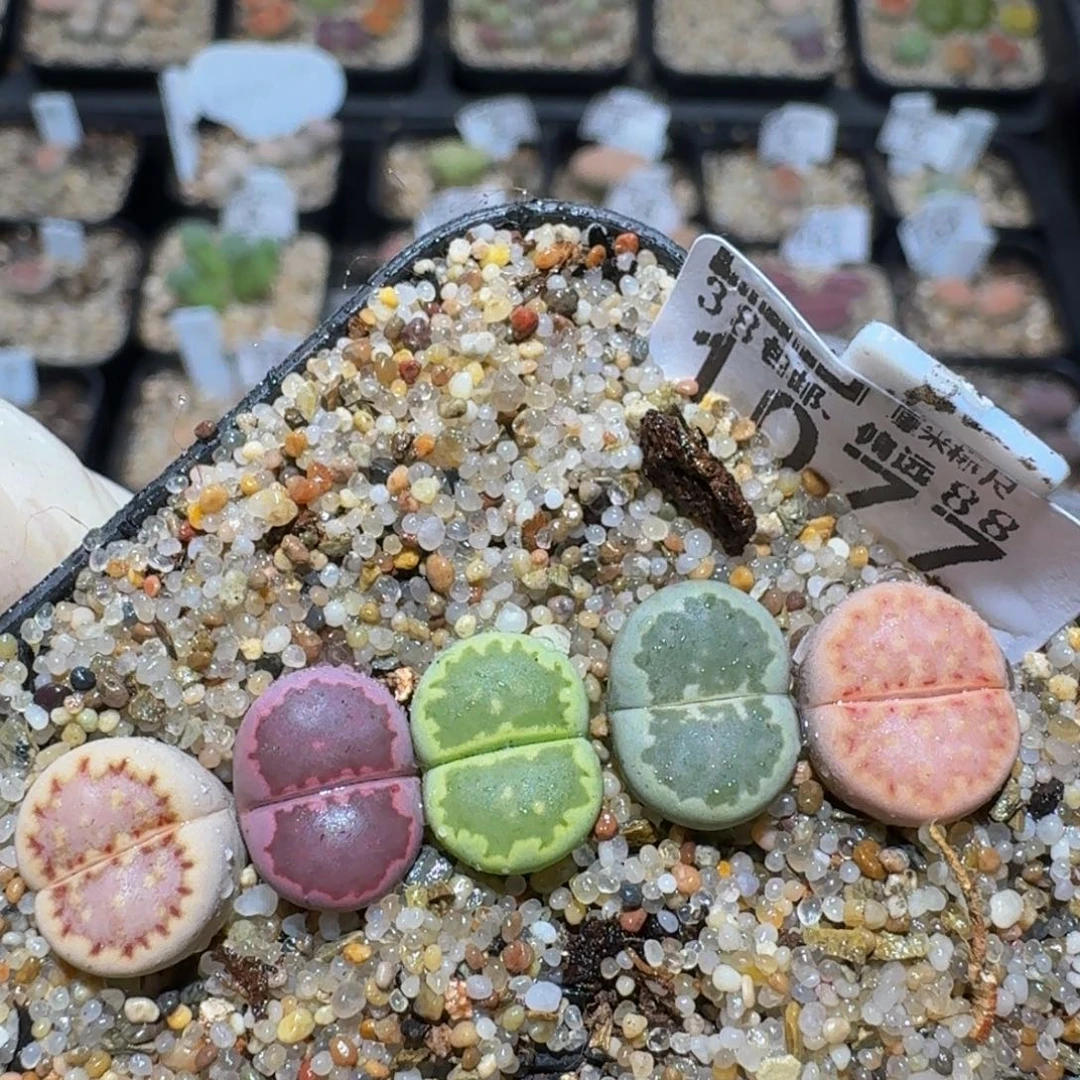 Zzzz精品生石花1077