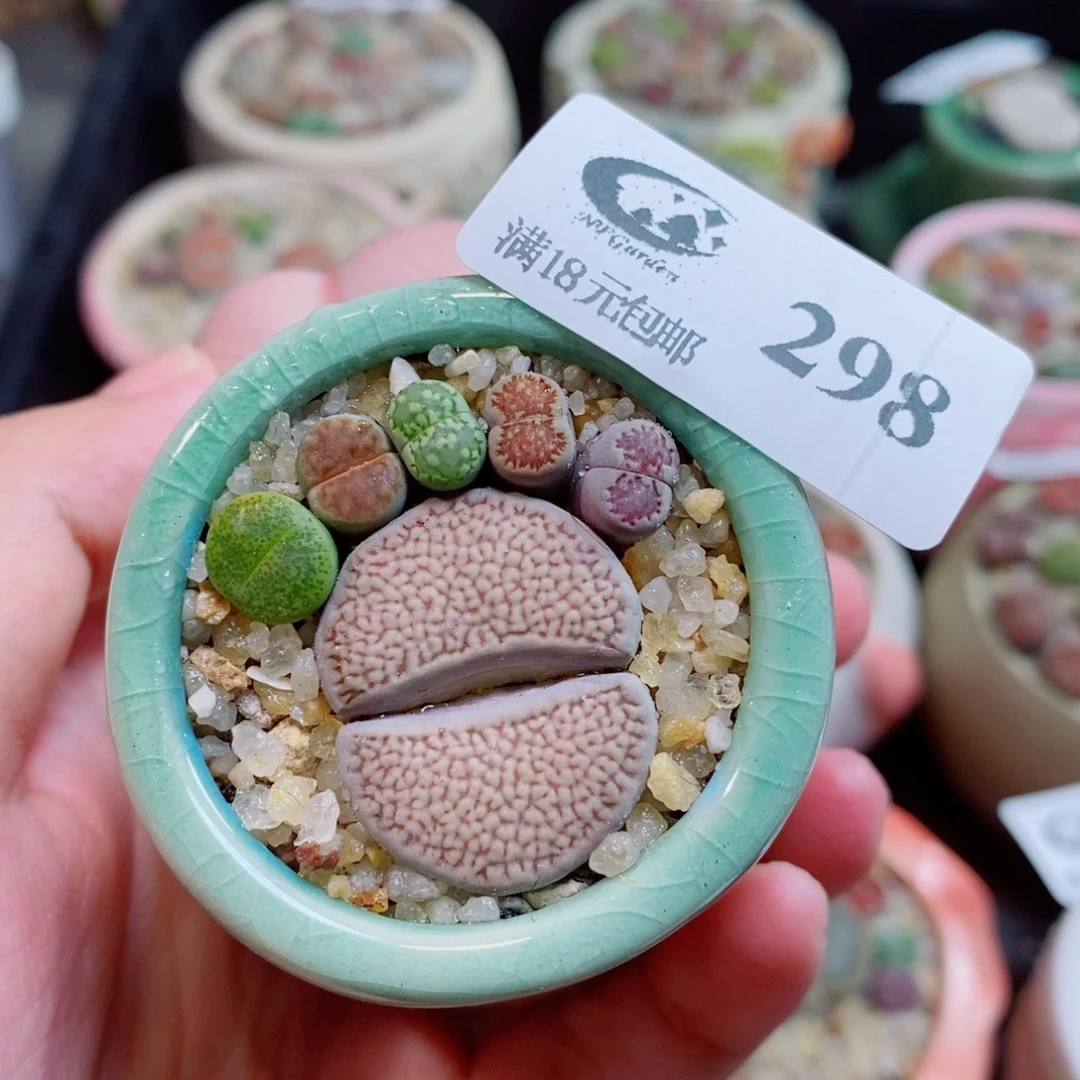 生石花花花花开了298