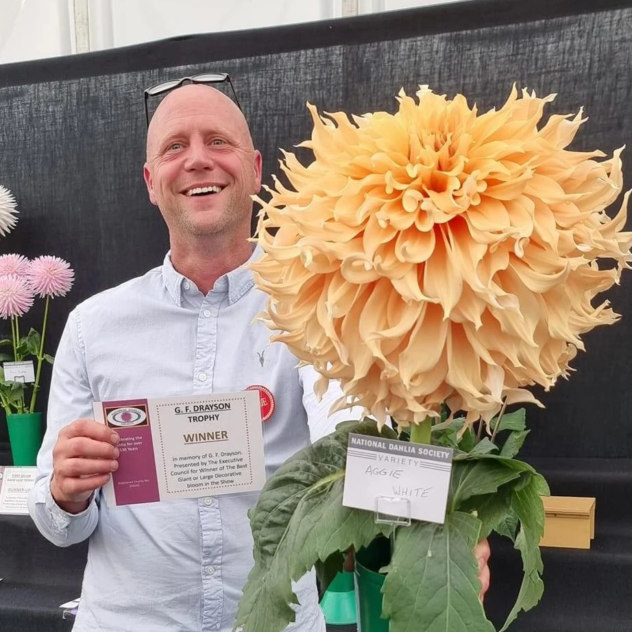 【阿基.怀特】进口大丽花盆栽庭院种植送肥料