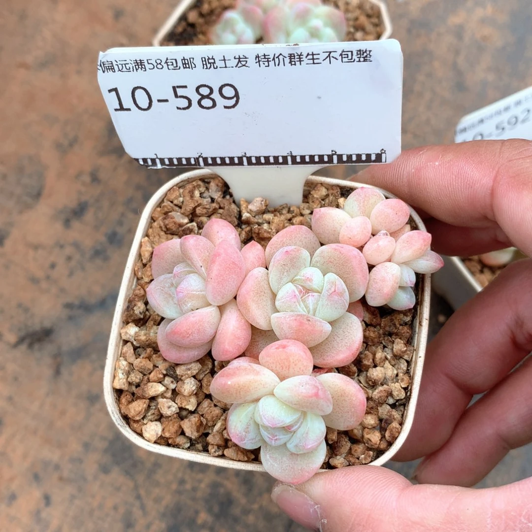 丸叶冰玉自然群58包邮不包整