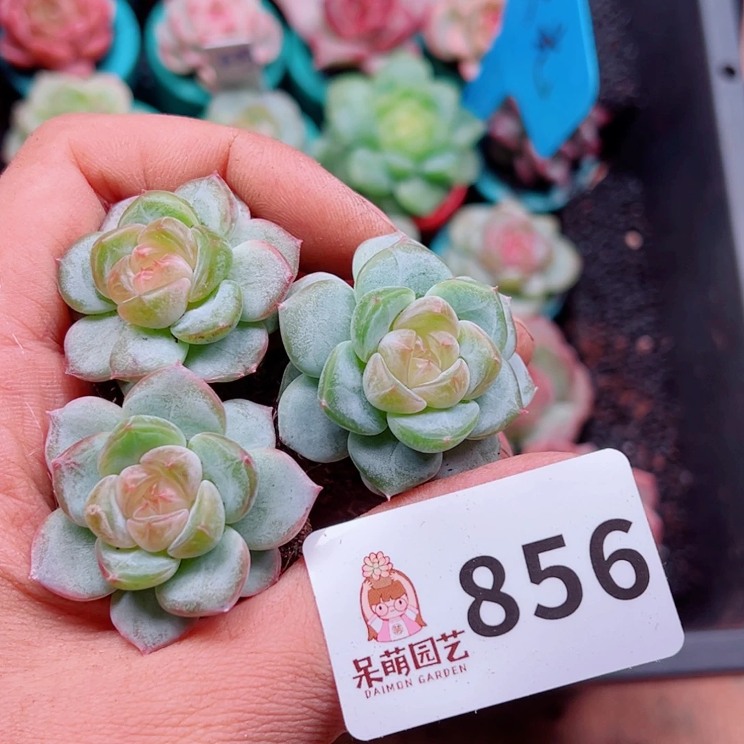 多肉植物多肉植物