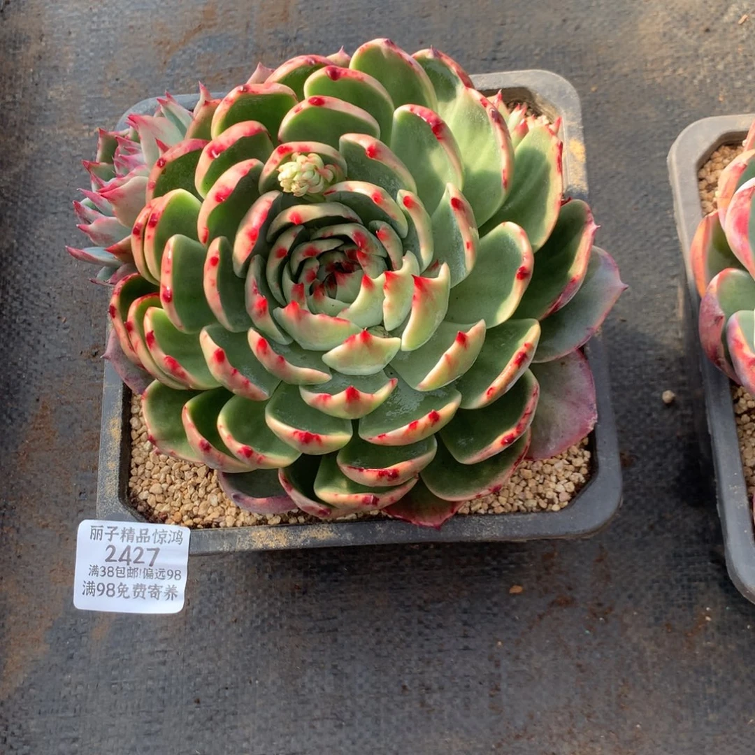 J***心2427一物一拍17厘米