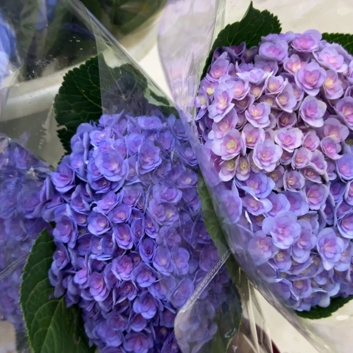 完全开放绣球2枝以上包邮