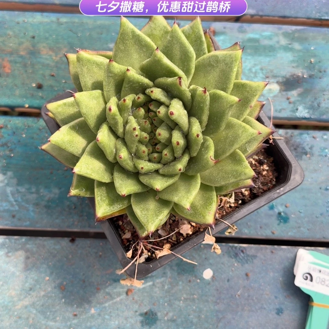 从前慢花园多肉编号0825-78