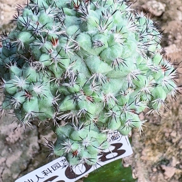 无花朵福利帝王丸群608