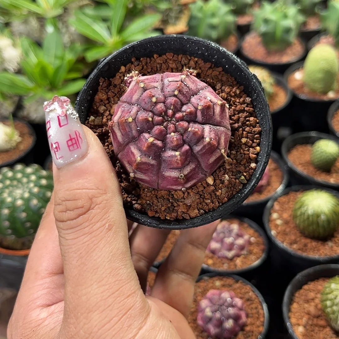 墨****凌108294一物一拍单头发货