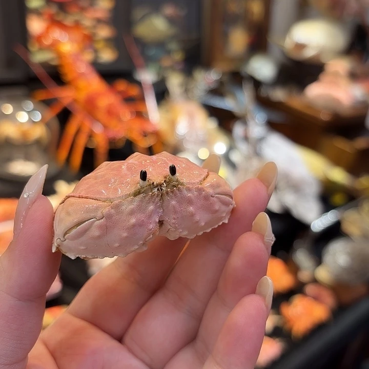 真实遁形馒头蟹标本