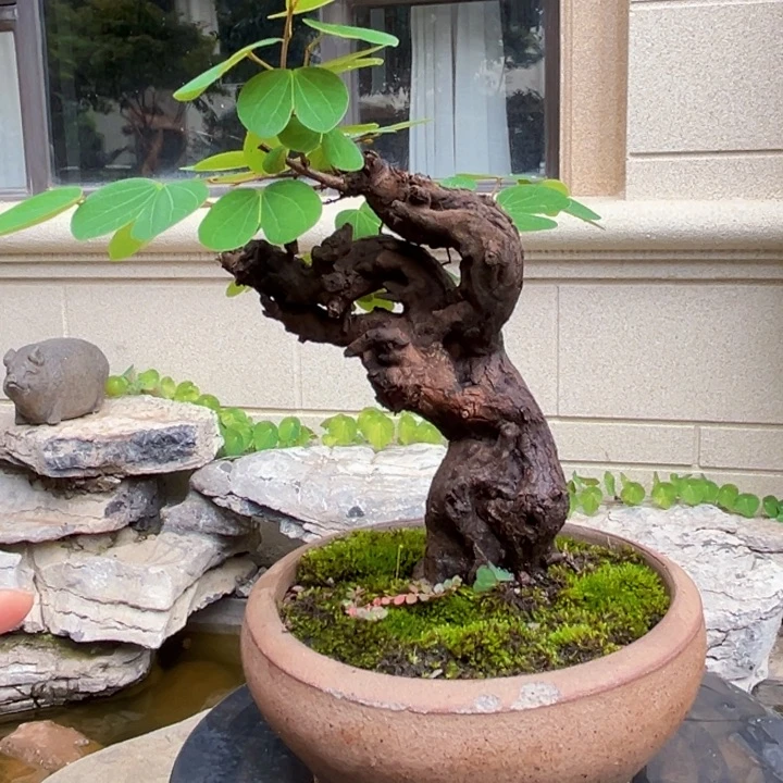 无花朵羊蹄甲盆景