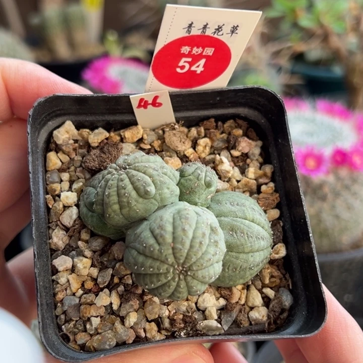 自根五头布纹球群一棵