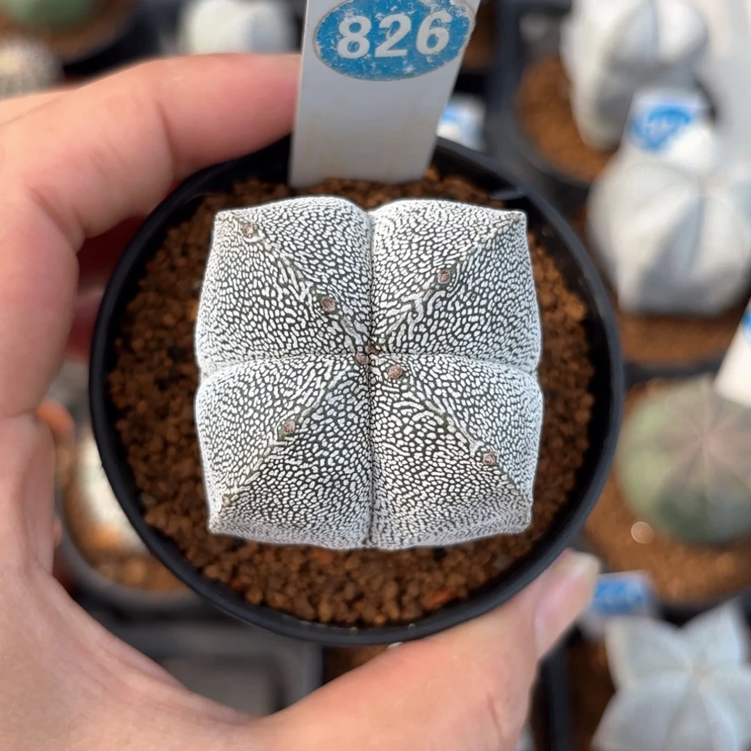 826实生四角恩冢鸾凤玉带盆带土