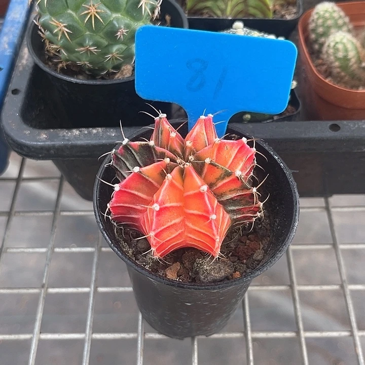 我也不知道我为什么会