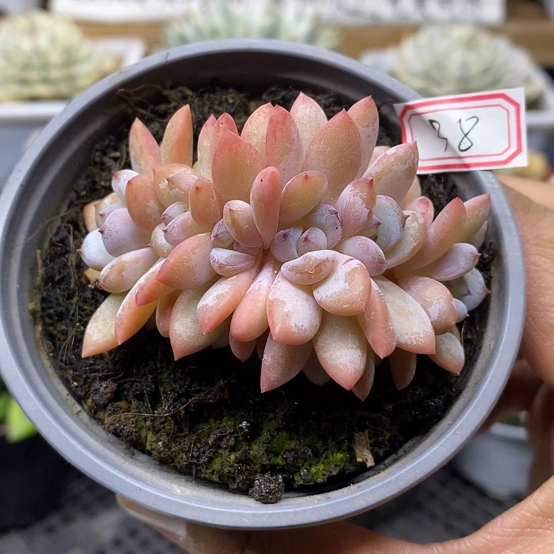 2738 星星雪朵朵缀