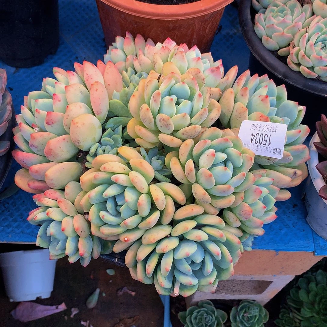 枫***铭         望舒15034