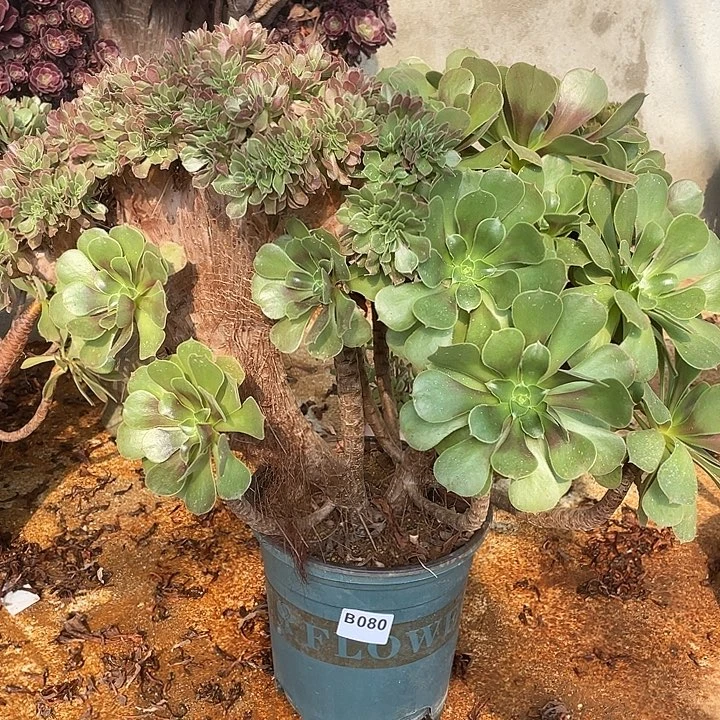 B080柠檬缀化68-1脱土包邮