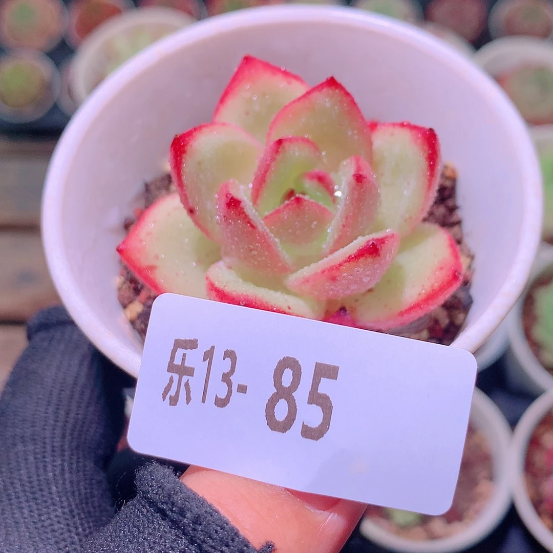 乐然13-85 新品单头