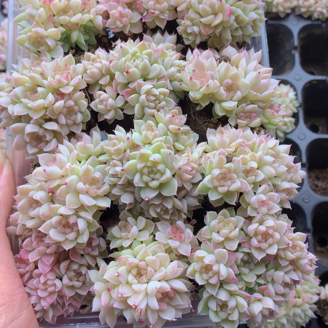 反反复复还是很开心的030